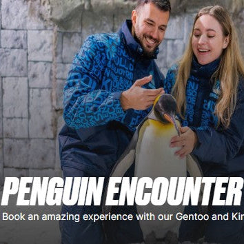 A Date with Penguins - The Coolest Experience in Dubai!